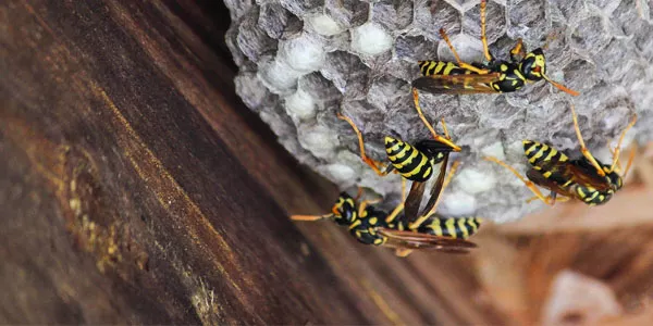 How To Keep Hornets Away | A-Action Pest Control