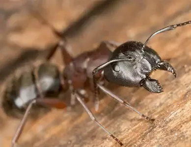 carpenter-ant