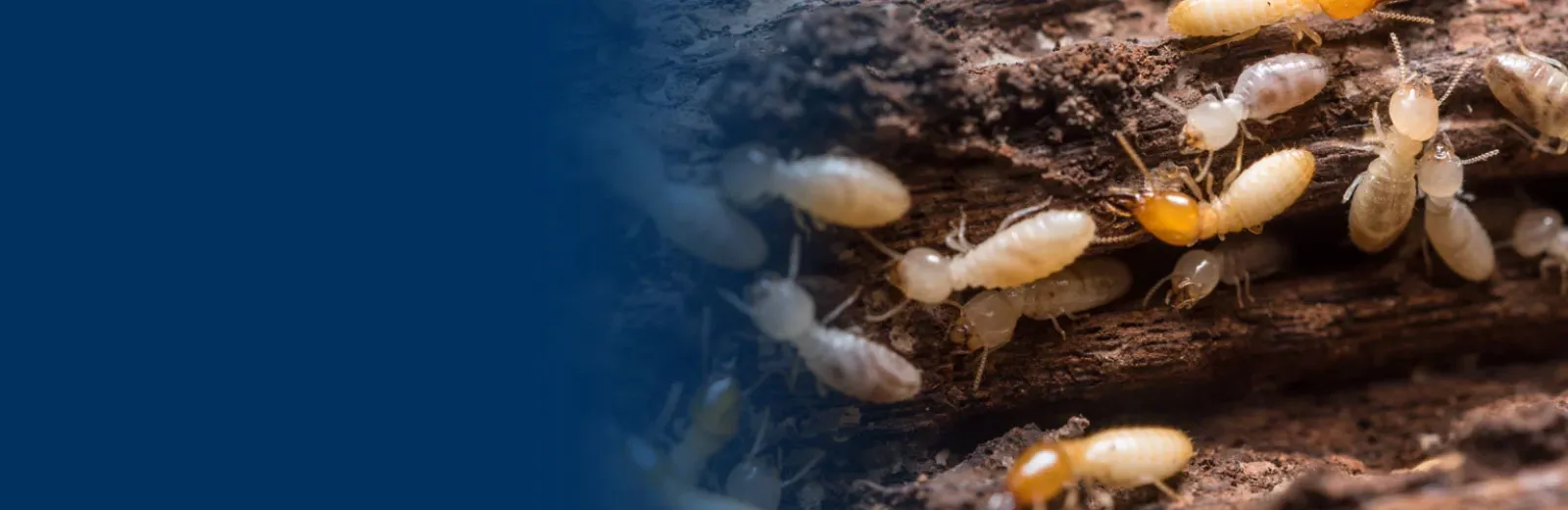 Termites on wood