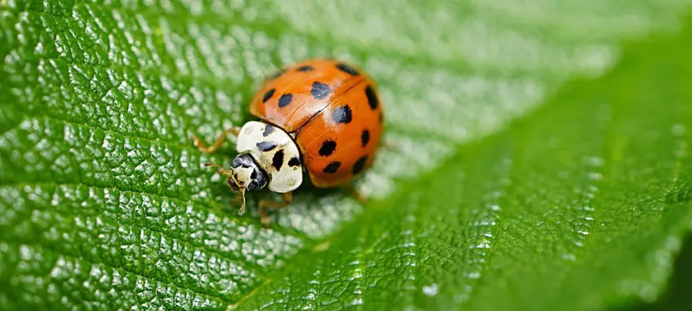 Lady Asian Beetles  Ladybug vs Lady Asian Beetle