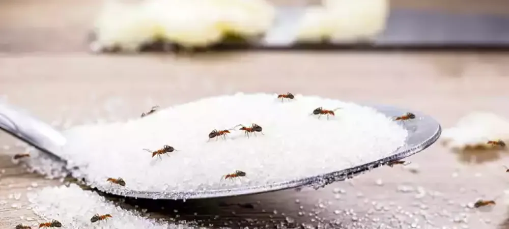 ants-on-sugar