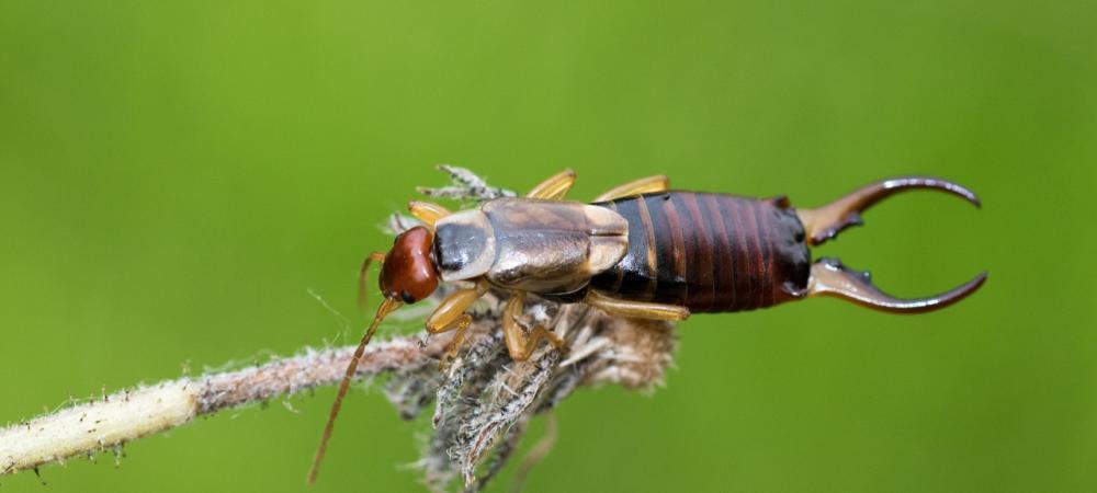 earwig