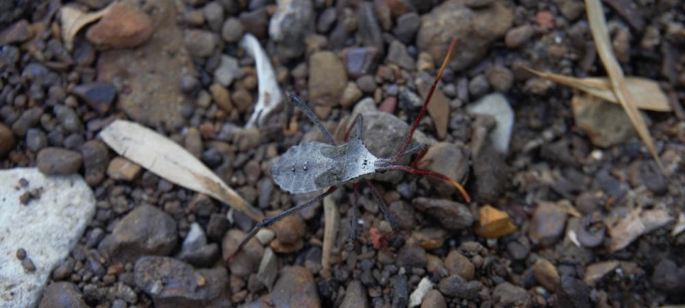 squash bug on the ground